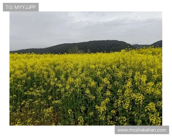 随时随地畅玩凯发电游手机端下载，无限精彩尽在掌握